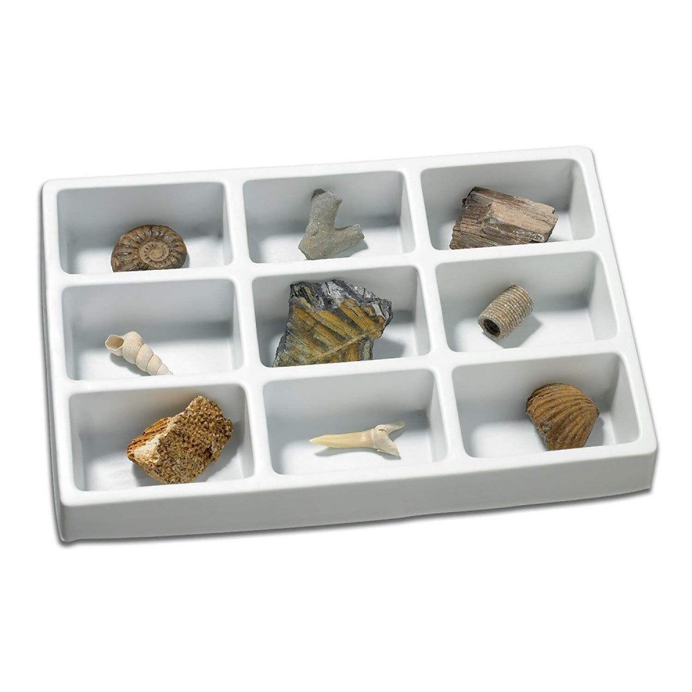 Kit-paleontologie---Fosile-EI-5204