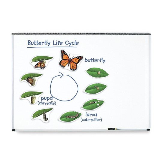 Ciclul-vietii-fluturelui---set-magnetic-LER6043