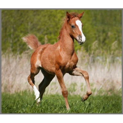 Proiector-tip-lanterna---Animalute-dragalase-E4002