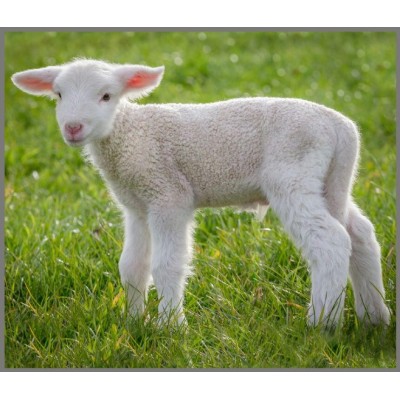 Proiector-tip-lanterna---Animalute-dragalase-E4002