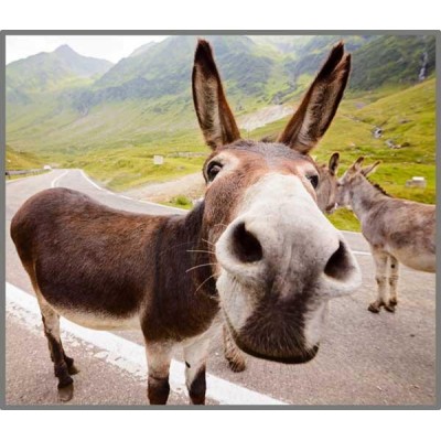 Proiector-tip-lanterna---Distractie-cu-animalute-E4010