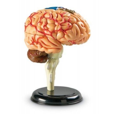 Creierul-uman---macheta-LER3335